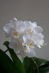 Fototapeta na wymiar White orchid flowers with white petals close-up