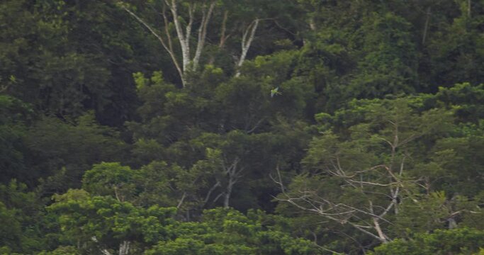 Red Bellied Macaw flying through rainforest in Tambopata National Reserve, Peru.