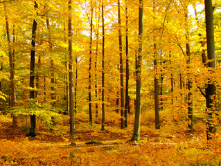 Golden autumn in the beech forest.