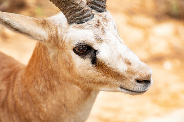 close up portrait of a deer