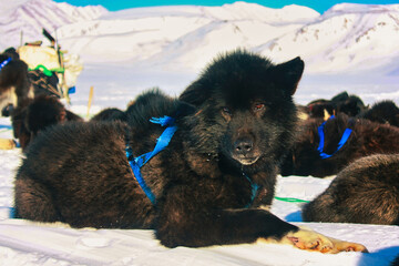 Sakhalin Husky dog laying down on snow on a sunny day against snowy mountains © Bernd Pfitzner/Wirestock Creators