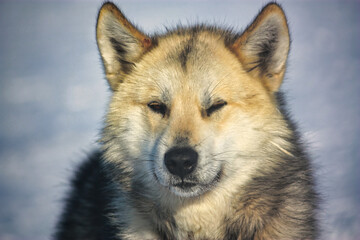 Close-up shot of a face of a Greenland dog on a sunny day on a blurred snowy background