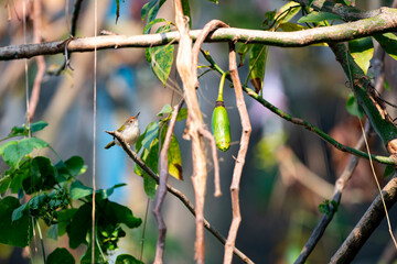 Common tailorbird