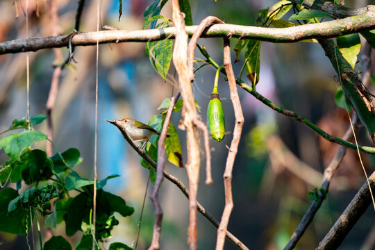 Common tailorbird