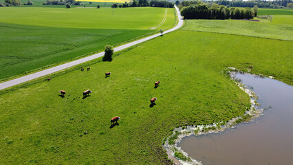 Aerial view of cows grazing in a field