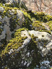 moss on rock