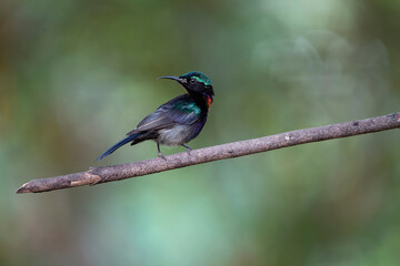 Copper - throated Sunbird