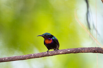 Copper - throated Sunbird