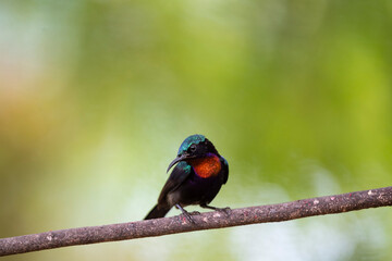 Copper - throated Sunbird
