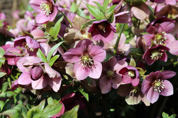 Obraz premium Close up of sunlit Lenten rose flowers, Derbyshire England 