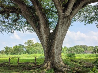 tree in the park