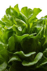 Close em folhas verdes e frescas de alface com fundo na cor branca.