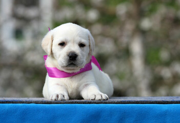 yellow labrador puppy on the blue background