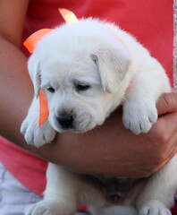 nice yellow labrador puppy playing at the park in autumn