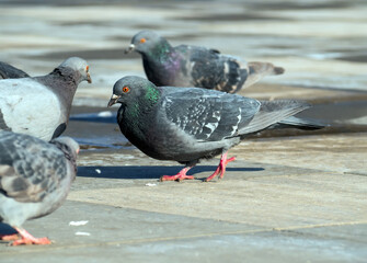 Pigeons graze on the sidewalk. City birds.