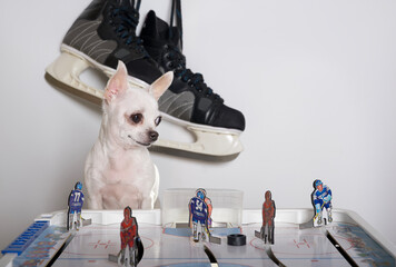 A chihuahua dog is attentively watching the puck while sitting at a board game of hockey and behind...
