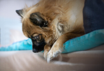 Ein Hund/ Zwergspitz am träumen.