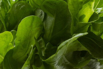Close em folhas verdes e frescas de alface.