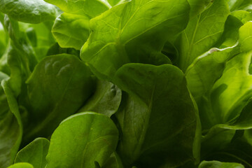 Close em folhas verdes e frescas de alface.