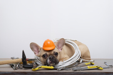Bulldog dog in a red protective construction helmet lies on wrenches on a white background, celebrating Labor Day.
