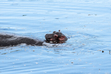 Closeup of a baby hippopotamus in the water