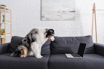 australian shepherd dog looking at laptop on sofa in living room.