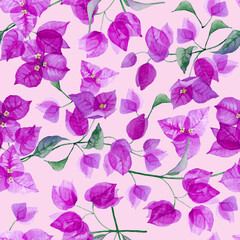 Seamless pattern of purple bougainvillea with leaves on light pink background. Hand drawn watercolor.