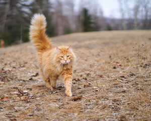 Orange Cat in Field. On the prowl. 
