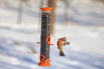 Bird at feeder
