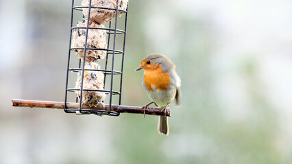 Closeup shot of the wild Robin and the wild bird feeder on the blurry background