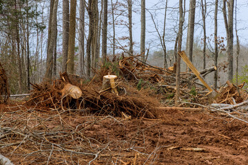 Preparation land for new residential construction with wide stump with roots a cutting forest