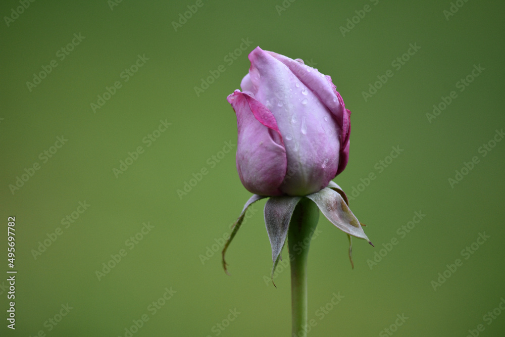 Poster Dewy pink growing rosebud