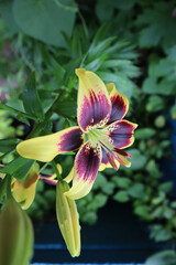 Multi-colored lily flower with colorful petals on a dark green background