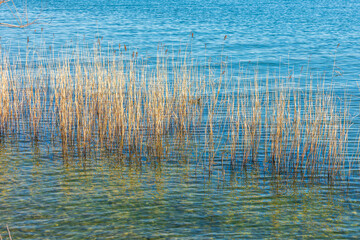 Texture of turquoise water, dry plants grow on its background, nature, scenery, sunlight