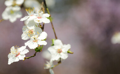 cherry tree flowers