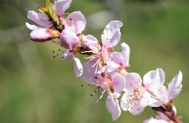 Obraz na płótnie Canvas tree blossom