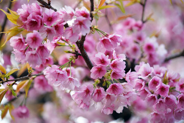 Obraz premium 花が咲いている大寒桜の枝