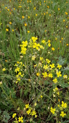 Fleurs des champs de bords de chemins