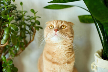 Ginger cat sitting near a green potted house plants pots at home, Growing indoor plants, beautiful animal, love pets..