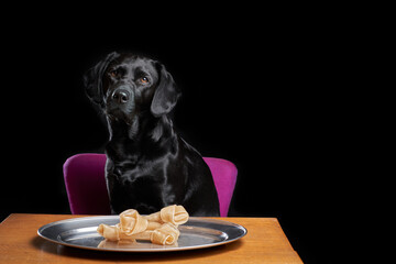 Black Labrador sitting on chair with bones on the table