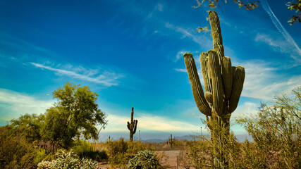 Dry landscape with cactuses in Phoenix, the capital of Arizona, USA