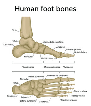 Foot anatomy illustration. A medial and dorsal view of the bones of the foot is shown