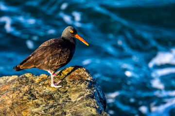 Closeup shot of a Black oystercatcher sitting on a rocky shore