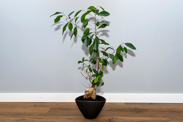 A beautiful, large bonsai tree in a black pot with liquid flower conditioner, standing on vinyl panels.