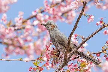 桜の木にとまるヒヨドリ