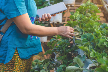 Hand of female gardener research and check quality of strawberry leaf with digital tablet in...