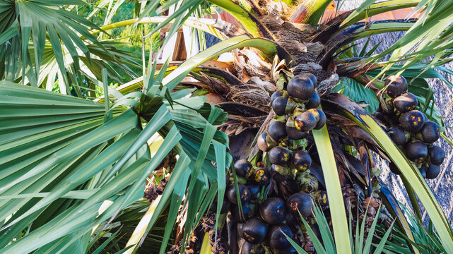 Lot of Fruits hanging to Asian palmyra palm or Borassus flabellifer, commonly known as doub,palmyra ,tala or tal palm,toddy,wine palm or ice apple. Palmyra palm fruit with leaves. Selective focus.