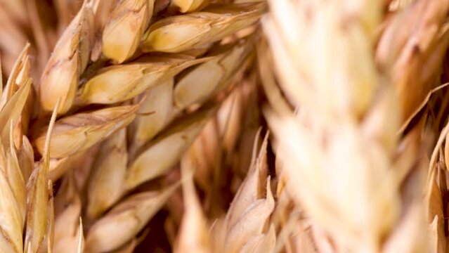 Close up view of wheat ears rotating, macro shot in 4k.
