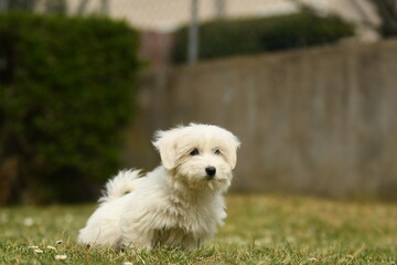 Chien de race coton de tulear