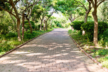 Fototapeta na wymiar Trees and walkway in the park